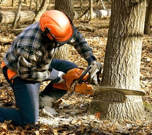 Tree Removal in River Pines, CA